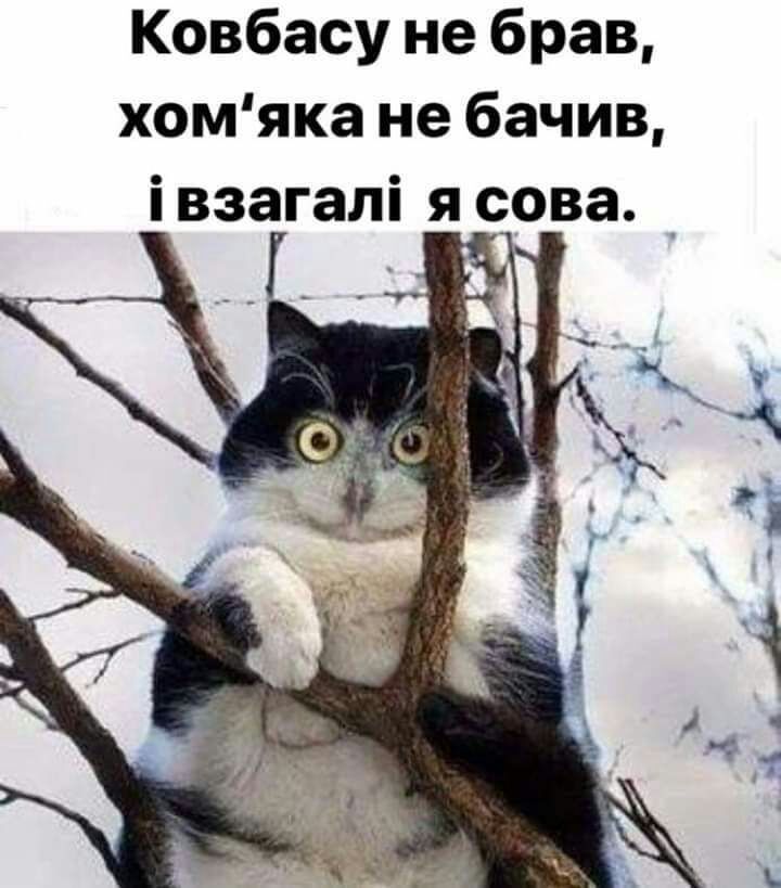 Ковбасу не брав хомяка не бачив івзагалі ясова _