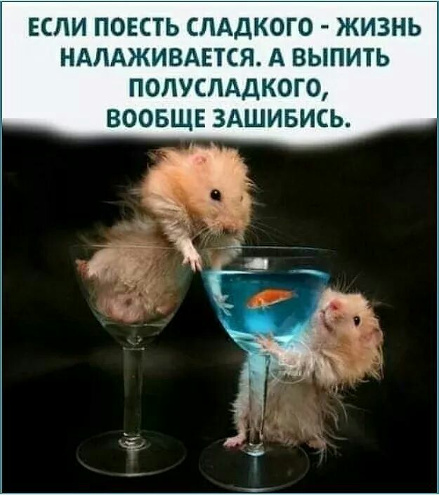 ЕСЛИ ПОЕСТЬ СЛАДКОГО ЖИЗНЬ НАЛАЖИВАЕТСЯ А ВЫПИТЬ ПОЛУСЛАДКОГО ВООБЩЕ ЗАШИБИСЬ