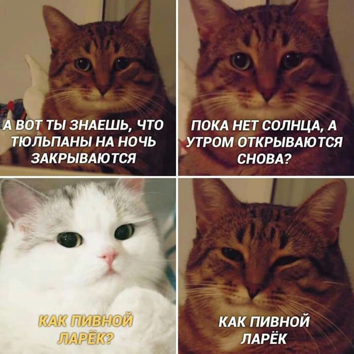 к А ВОТ ТЫ ЗНАЕШЬ ЧТО ПОКА НЕТ СОЛНЦА А ТЮЛЬПАНЫ НА НОЧЬ УТ РОМ ОТКРЫВАЮ ТСЯ ЗАКРЫВАЮ ТСЯ СНОВА КАК пивной ЛАРЁК