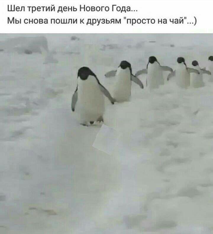 Шел третий день Нового Года Мы снова пошли к друзьям просто на чай