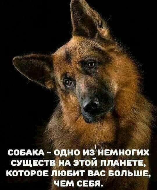 совАкА одно изнвмногих сущвст Этой пивные которо ювит вм БОЛЬШЕ элем сввя