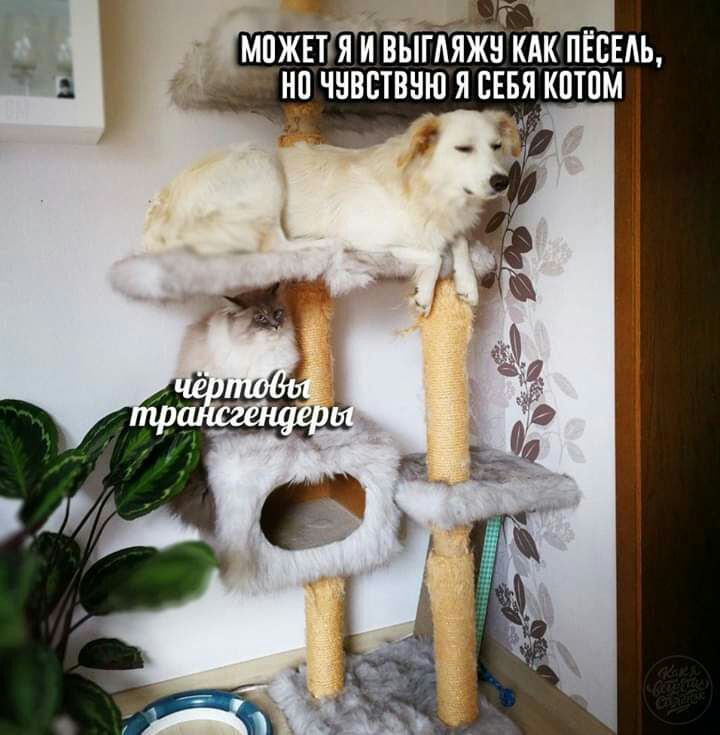 Т _ 1 МПЖЕТ Я И ВЫГАЯЖЧ КАК ПЁСЕАЪ ЧНВЁТВНЮ Я СЕБЯ КПТПМ