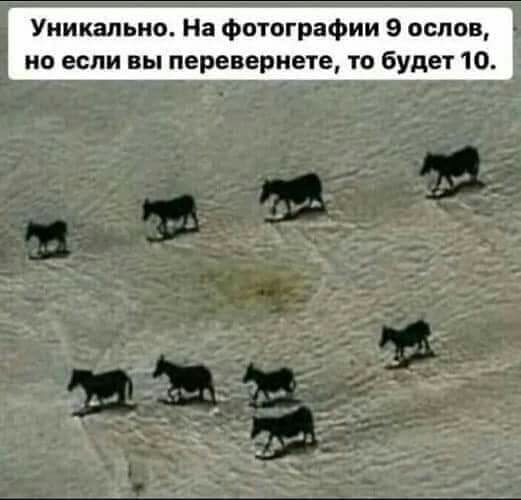 Уникально На Фотографии 9 ослов но если вы перевернет то будет 10