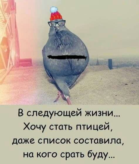 В следующей жизни Хочу стать птицей даже список составила на кого срать буду