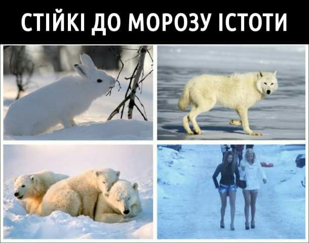 СТЙК ДО МОРОЗУ СТ0ТИ