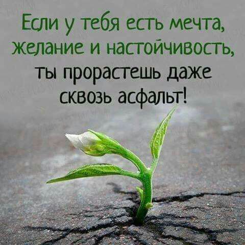 Если у тебя есть мечта желание и настойчивость ты прорастешь даже сквозь асфальт