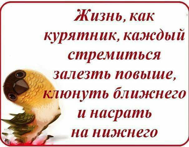 Жизнь как курятник каждый стремиться залезть повыше юнуть ближнего и насрать на нижнего