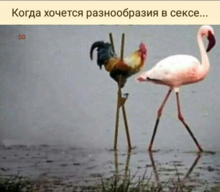 Когда ХОЧЕТСЯ разнообразия В сексе
