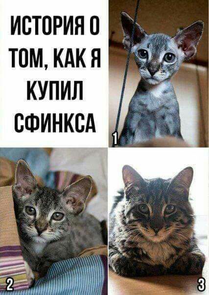 историяо томкдкя _х купил сФинксА гг