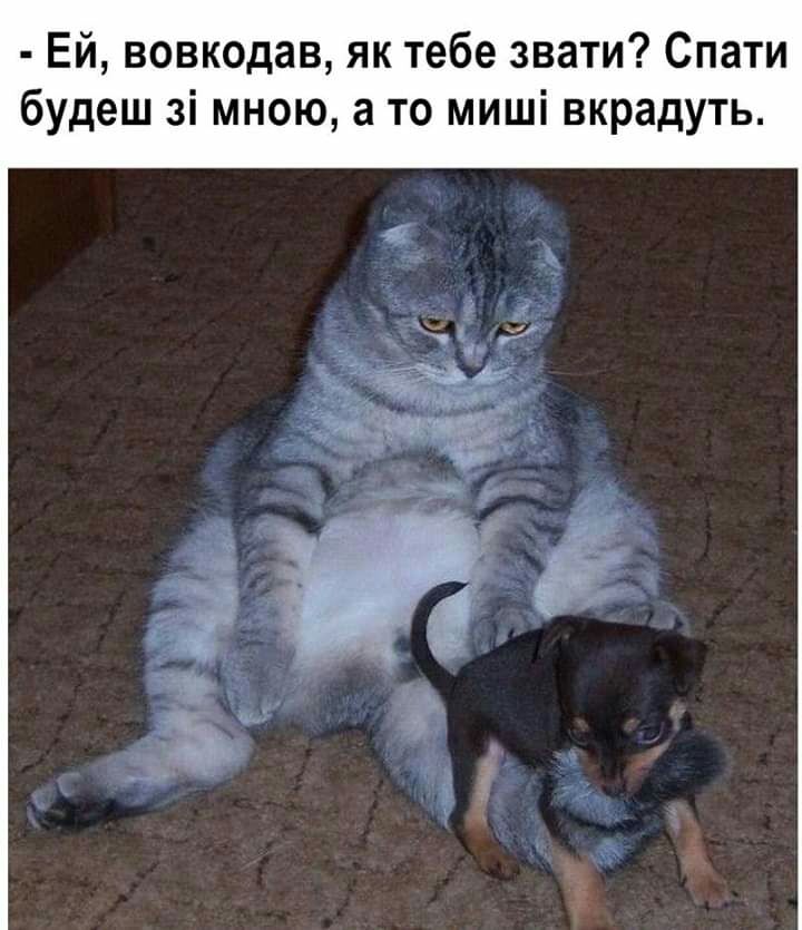 Ей вовкодав як тебе звати Спати будеш зі мною а то миші вкрадуть