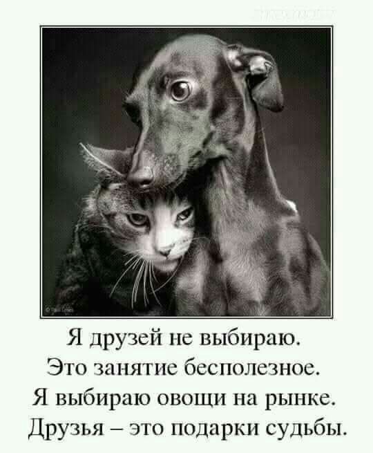 Я друзей не выбираю Это занятие бесполезное Я выбираю овощи на рынке Друзья это подарки судьбы