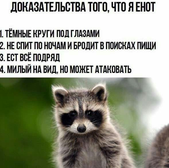дОКАЗАТЕЛЬОТВА ТОГО ЧТО Я ЕНОТ ТЁМНЫЕ КРУГИ ПОД ГЛАЗАМИ 2 НЕ ОПИТ ПО НОЧАМ И БРОДИТ В ПОИОКАХ ПИЩИ 3 ЕОТ ВОЁ ПОДРЯД 4 МИЛЫЙ НА ВИД НО МОЖЕТ АТАКОВАТЬ