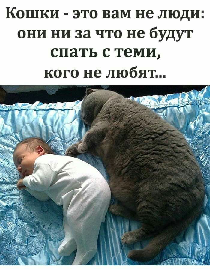 Кошки это вам не люди они ни за что не будут спать с теми кого не любят