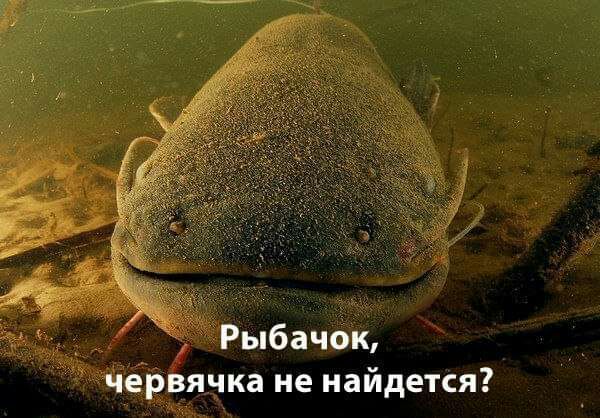 Рыбачбк червячка не найдется