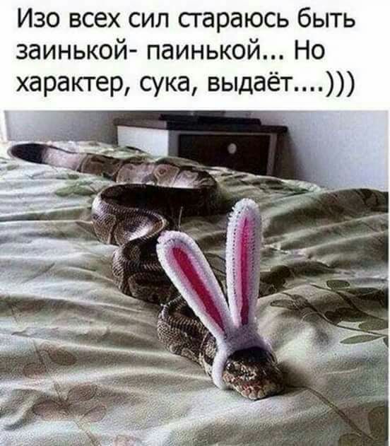 Изо всех сил сгараюсь быть заинькой паинькой Но характер сука выдаёт