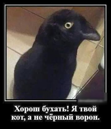 Хорош бухать Я твпй км а не чёрный воров