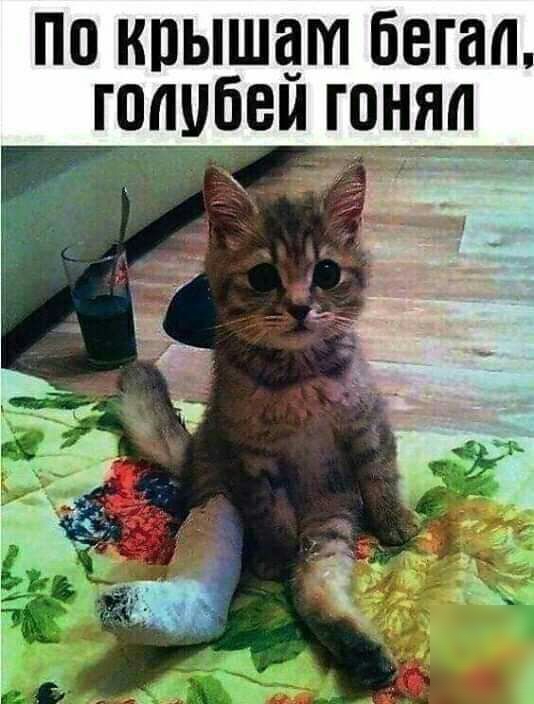 по крышам бегал голубем гоянп