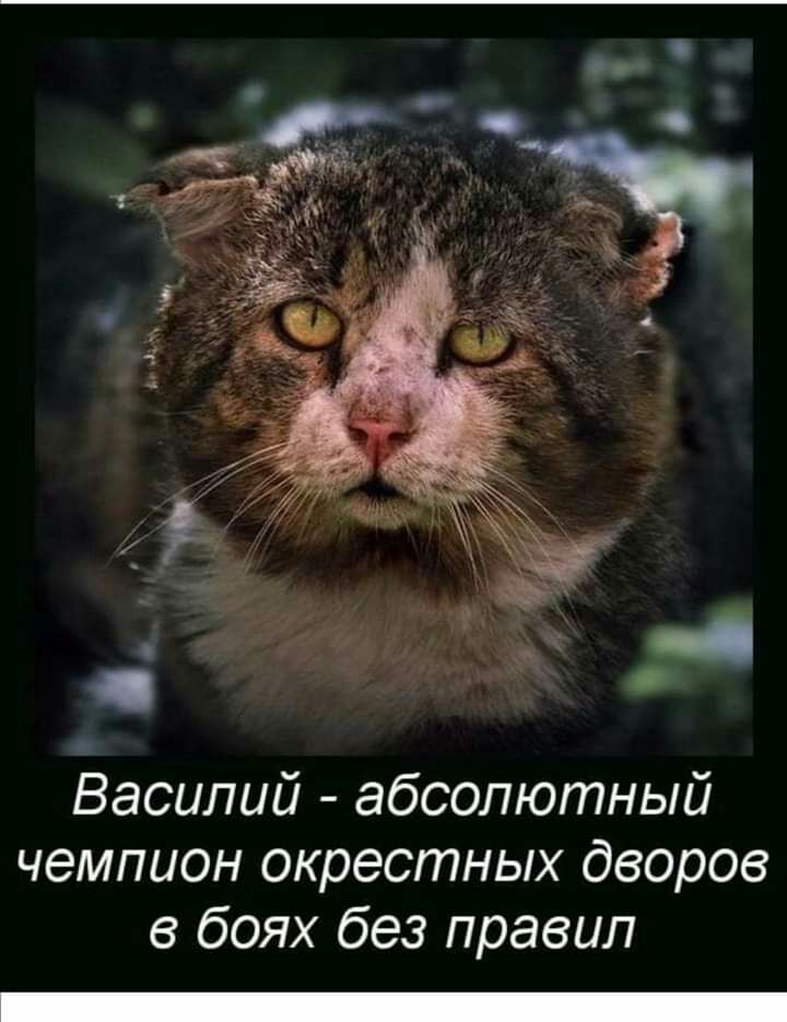 Василий абсолютный чемпион окрестных дворов в боях без правил