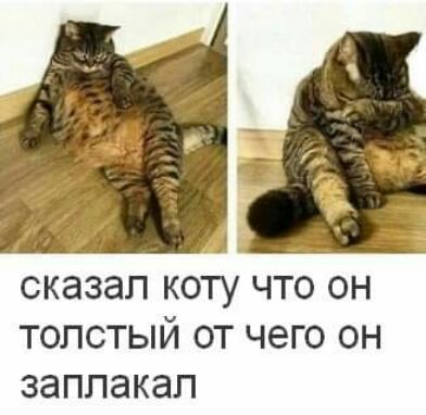 сказал КОТУ ЧТО ОН ТОЛСТЫЙ ОТ ЧЭГО ОН заплакал