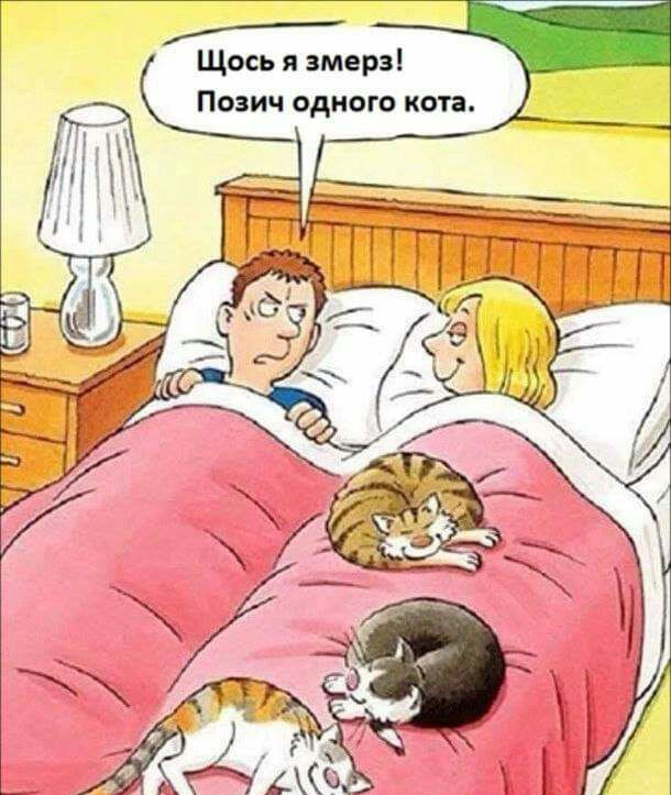 Щось я змерз Позич одного кота