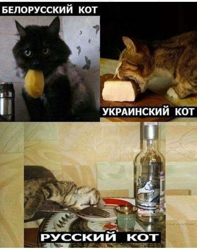 БЕЛОРУССКИЙ КОТ