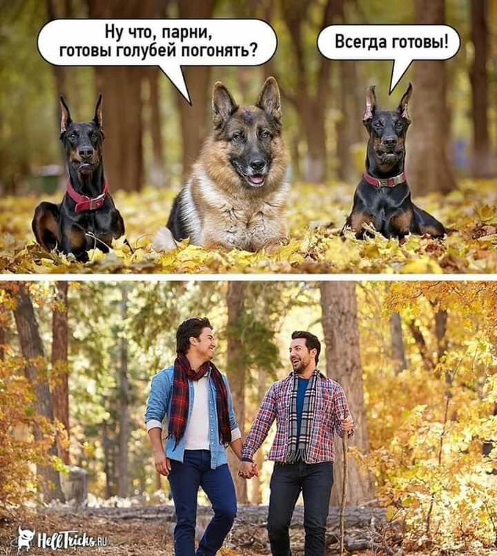 Ну что п_арни готовы голубеи погонять Всегда готовы