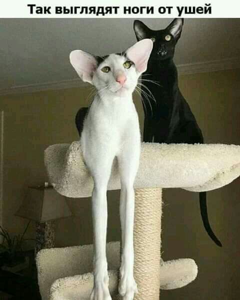 ТЗК ВЫГЛЯДЯТ НОГИ ОТ ушей