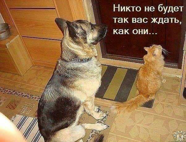 Никто не будет так вас ждать как они
