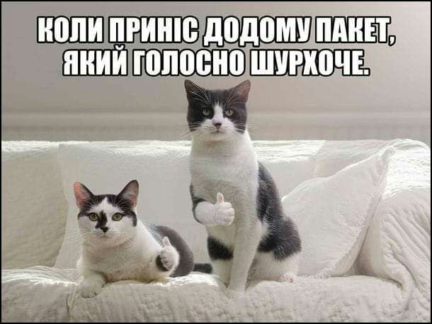 ШШШ ШШШ 151 29
