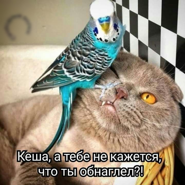 Кеша а тебе ЧТО ТЫ ЭбНЭГЛеЛ А