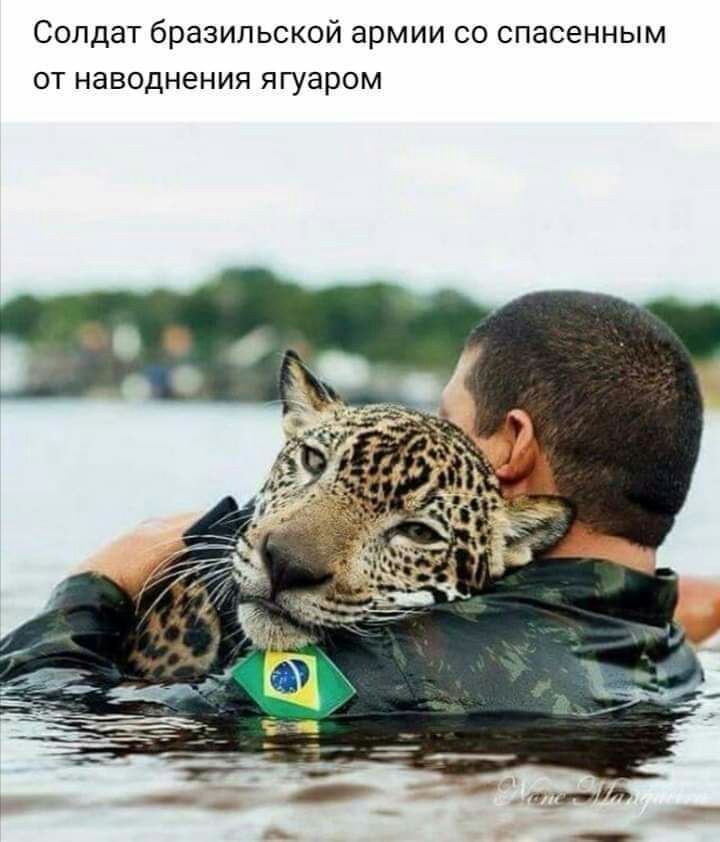Солдат бразильской армии со спасенным от наводнения ягуаром