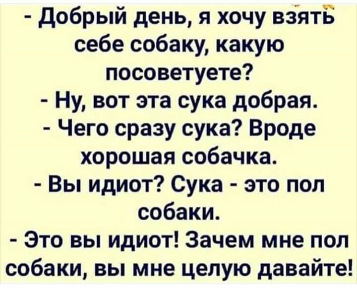 добрый день я хочу віяті себе собаку какую посоветуете Ну вот эта сука добрая Чего сразу сука Вроде хорошая собачка Вы идиот Сука это пол собаки Это вы идиот Зачем мне пол собаки вы мне целую давайте
