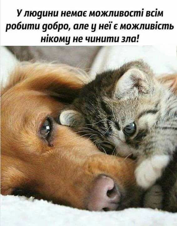 У люуини немое можливості всім робити вибро але у неіе можливість нікому не чинити зла