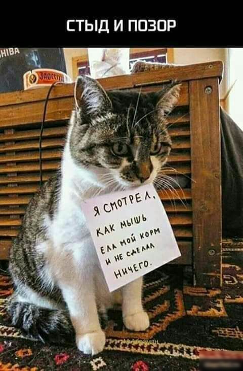 СТЫД И ПОЗОР