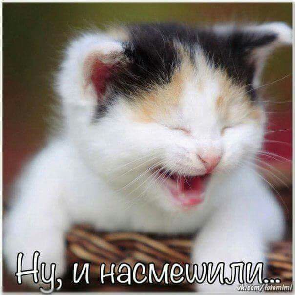 і И ИЭОМЁШИЛКіь шитМэтт