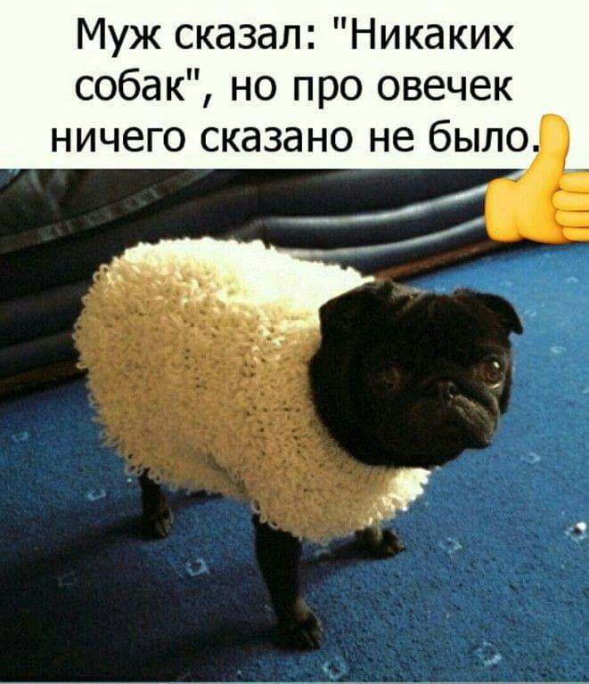 Муж сказал Никаких собак но про овечек ничего сказано не было