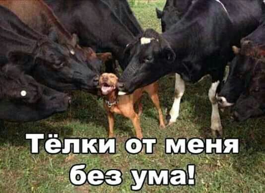 і Телки от меня безума