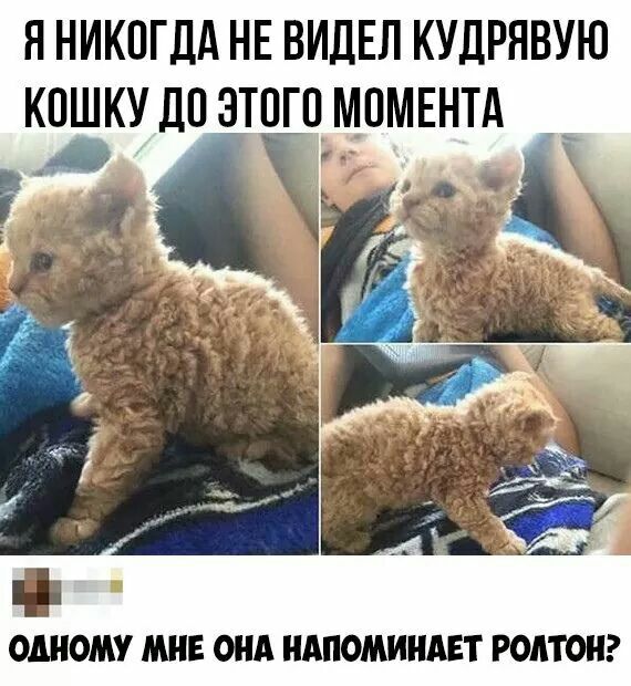 Я НИКОГДА НЕ ВИДЕЛ КУДРЯВУЮ К ПШКУДПЗТПГПМПМЕНТА _ гид ОШОМУ МНЕ ОНА НАПОМИНАЕТ РОАТОН