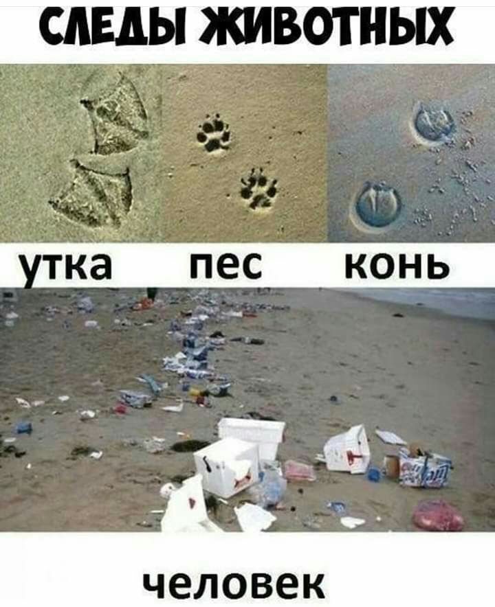 симы животных человек