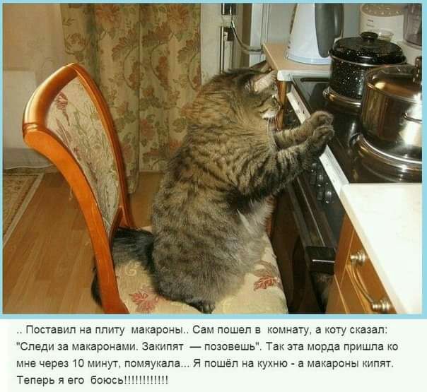 Поставил на плиту макароны Сам пошел в комнату аюту сказал Следи за уакаронами заьипят _позовешь Тан гта морда пришла на мне через 1 ут пом апа я пошёл на тию а макаронымипят Теперь я его боюсь