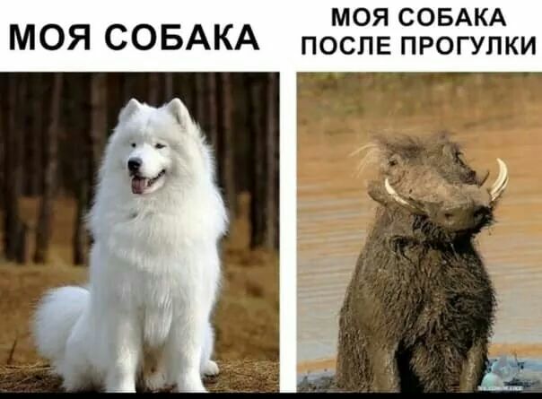 моя СОБАКА МОЯ СОБАКА поспв прогулки