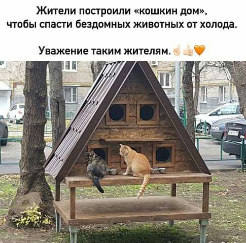 ЖИТЕЛИ ПОПРПИЛИ КОШКИН дом ЧТОБЫ спасти бездомных ЖИВОТНЫХ ОТ ХОЛПДЗ