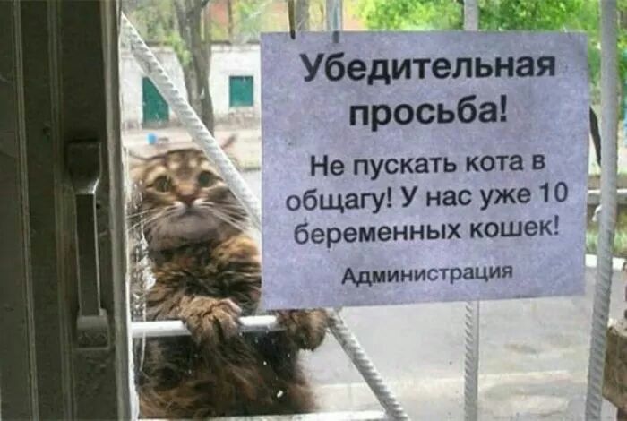 Ё із Убедительная просьба Не пускать кота в общагу У нас уже 10 беременных кошек Администрация _ _ г д