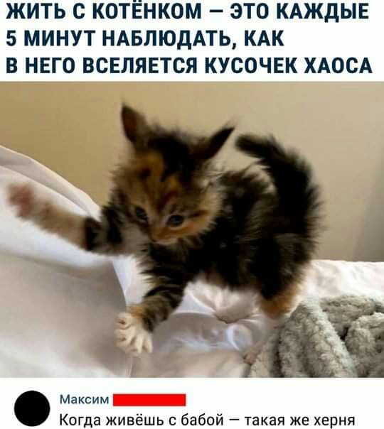 ЖИТЬ С КОТЁНКОМ ЭТО КАЖДЫЕ 5 МИНУТ НАБЛЮДАТЬ КАК В НЕГО ВСЕПЯЕТСЯ КУСОЧЕК ХАОСА Максим Когда живёшь с бабой такая же херня