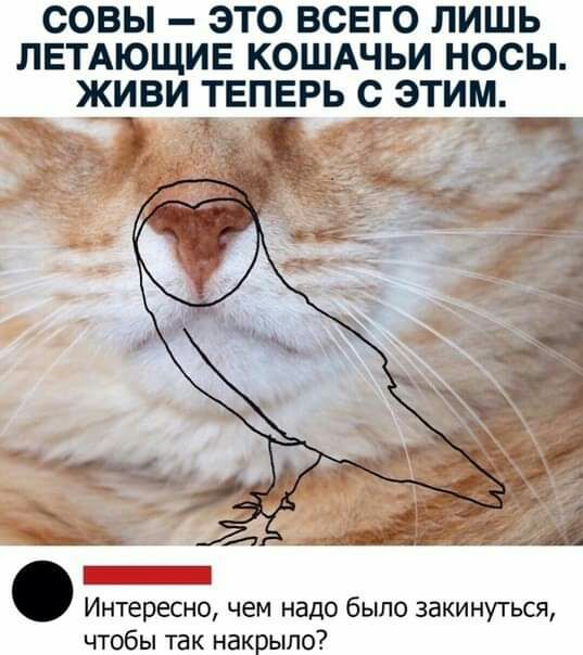 СОВЫ ЭТО ВСЕГО ЛИШЬ ЛЕТАЮЩИЕ КОШАЧЬИ НОСЫ ЖИВИ ТЕПЕРЬ С ЭТИМ _ Интересно чем надо было 35кинуться чтобы так накрыло