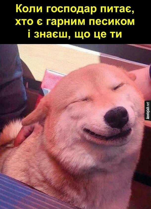 Коли господар питае хто е гарним песиком і знаеш що це ти __