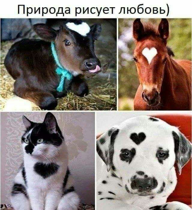 Природа рисует любовь