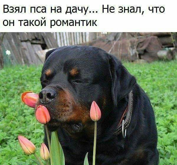 Взял пса на дачу Не знал что он такой романтик Ч ___ _ тг ИГ