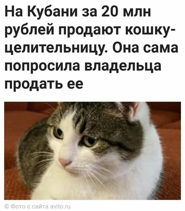 На Кубани за 20 млн рублей продают кошку целительницу Она сама попросила владельца продать ее