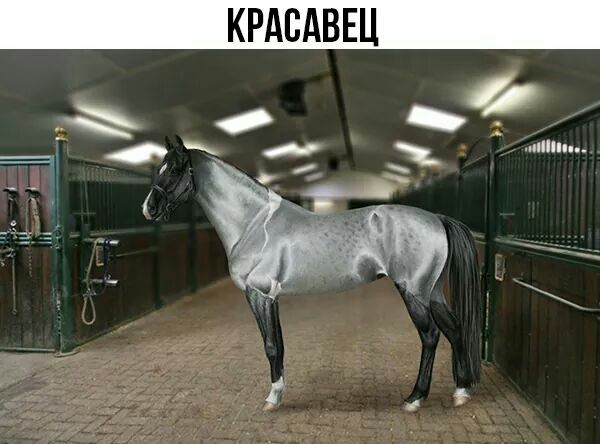 КРАВАВЕЦ